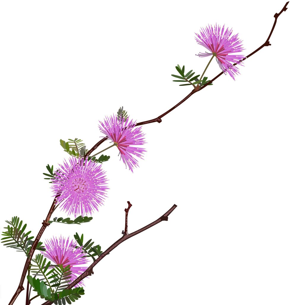 Cỏ Thẹn (Mimosa pudica)