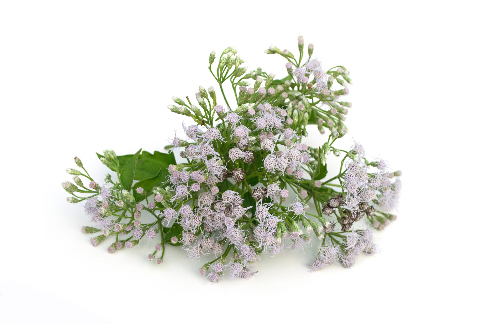 Cỏ Lào (Eupatorium odoratum)