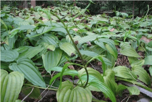 Cây bách bộ (Stemona tuberosa)
