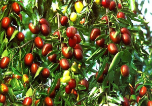 Hình ảnh cây đại táo (táo tàu)
