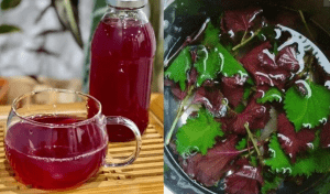 Các phương thuốc đông y có chứa tía tô